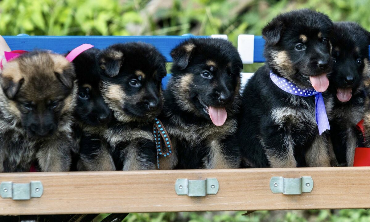 German Shepherd Puppies German Shepherds